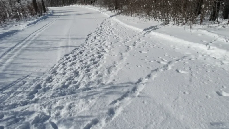 0. Beaver(6)