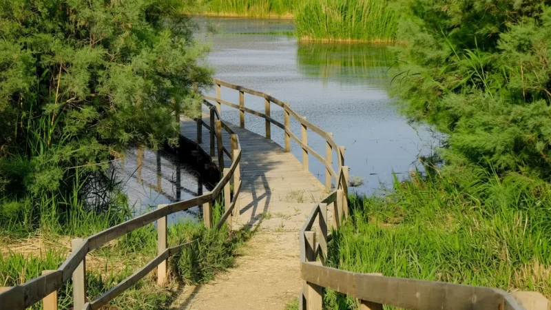 01) Azraq Wetland Reserve(6)