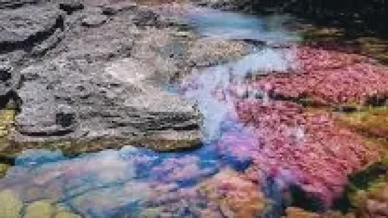 01 Caño Cristales River – Famous colorful river sections(4)