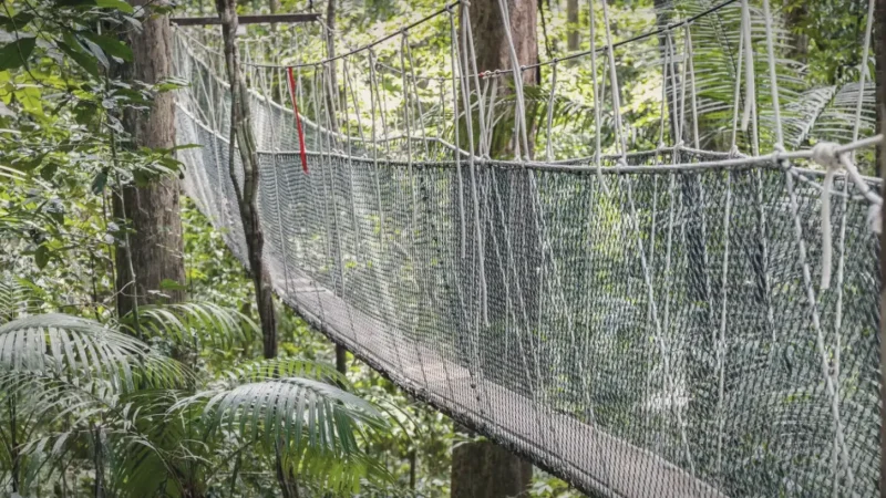 01) Canopy Walkway(1)