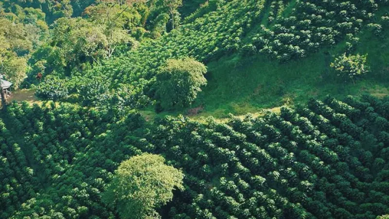 01 Coffee Farms – Traditional plantation visits_(4)