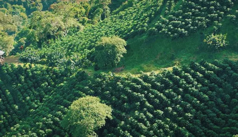 01 Coffee Farms – Traditional plantation visits_(4)