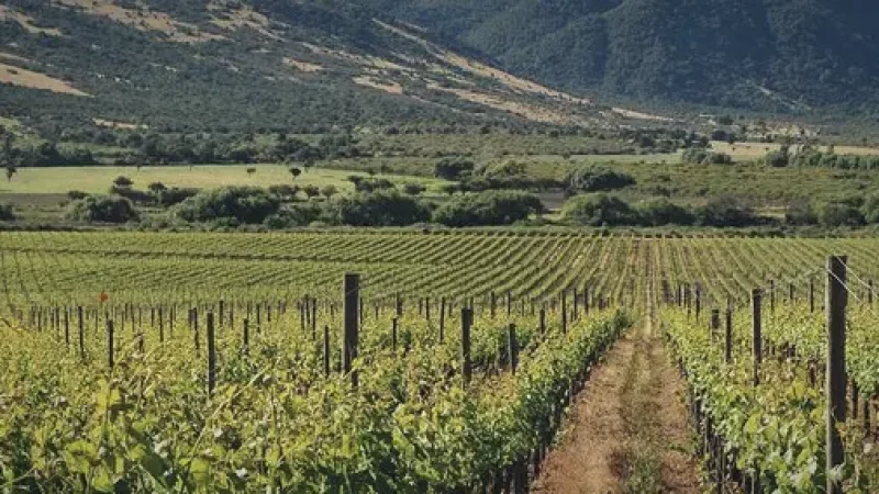 01) Colchagua Vineyards(3)