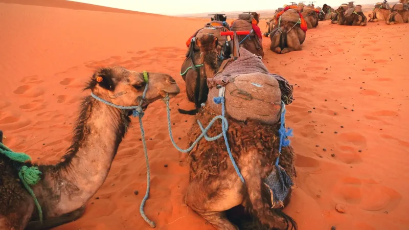 01) Erg Chebbi Sand Dunes(7)