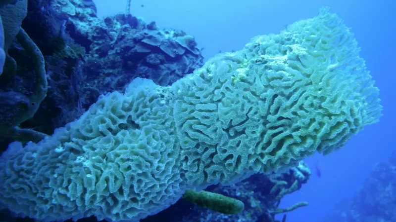 01) Palancar Reef(5)