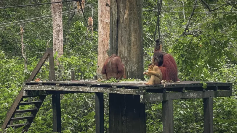 01) Sepilok Orangutan Rehabilitation Centre(4)