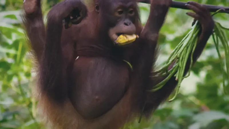 01) Sepilok Orangutan Rehabilitation Centre(5)