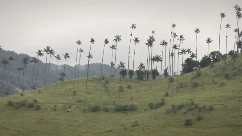 01 Wax Palm Valley – Iconic tall palm trees_(4)