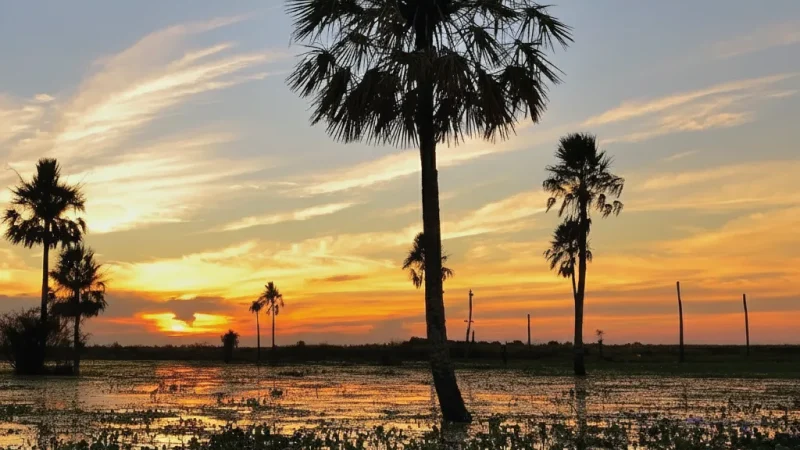 01. Iberá Lagoon Viewpoints – Wide wetland scenery(3)