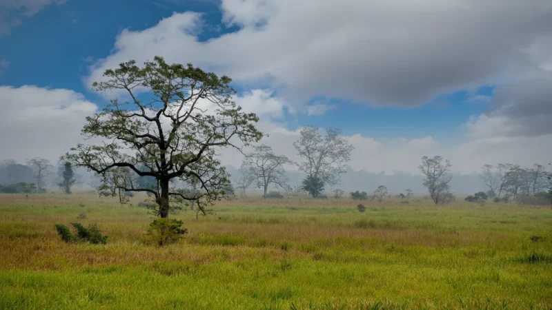 01. Kaziranga National Park – UNESCO World Heritage wildlife reserve_(1)