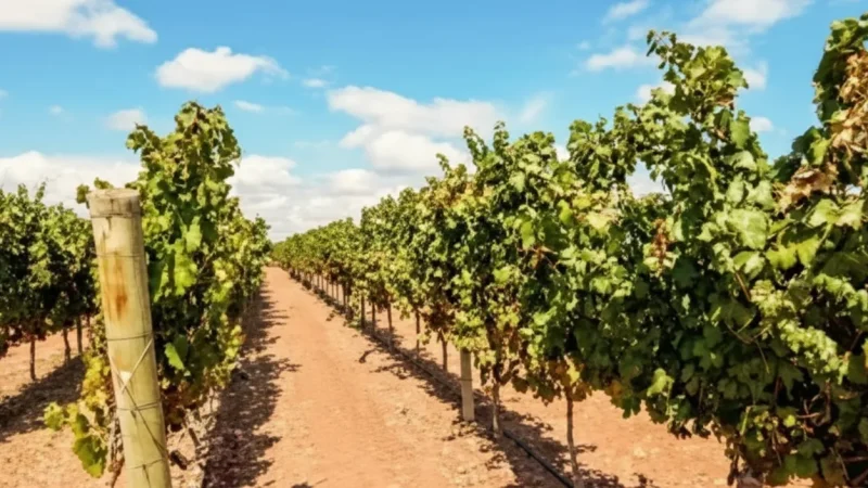 01. Maipú Wineries – Traditional wine producers(5)