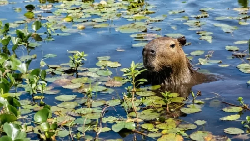 01. Wetland Safari Routes – Guided wildlife drives(5)