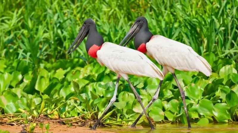 01. Wetland Safari Routes – Guided wildlife drives(6)