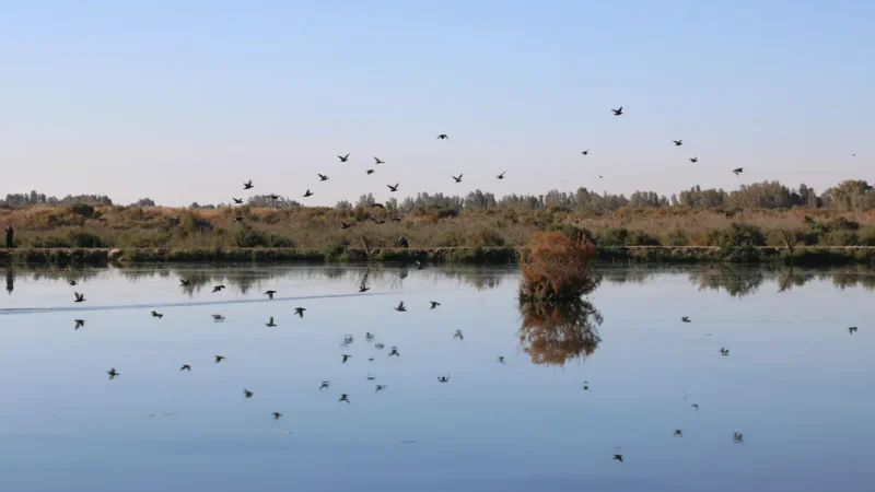 02) Birdwatching Hides(1)