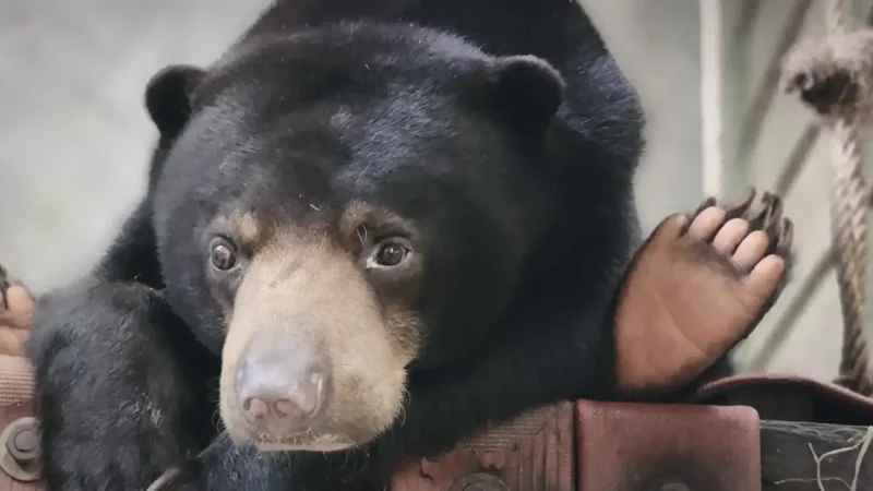 02) Bornean Sun Bear Conservation Centre(2)