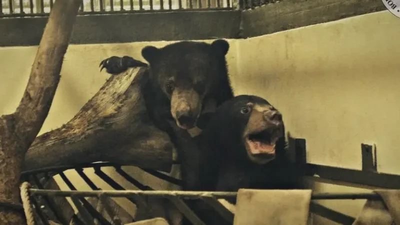 02) Bornean Sun Bear Conservation Centre(4)