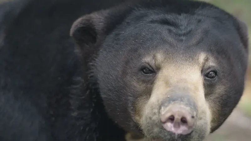 02) Bornean Sun Bear Conservation Centre(5)