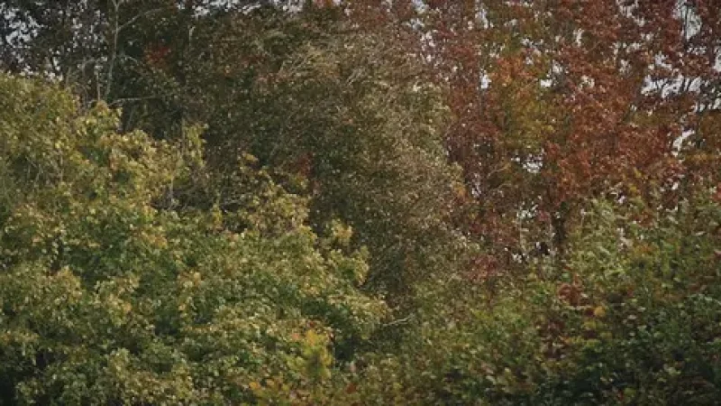 02) Bute Park(1)