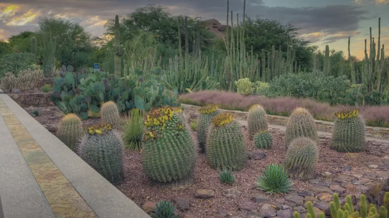02) Desert Botanical Garden(4)