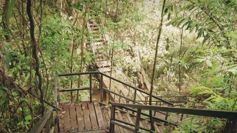 02) Jungle Trekking Trails(3)