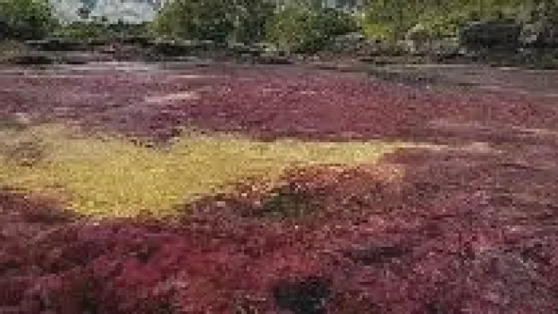 02 Red Plant Zones – Natural aquatic plants(3)