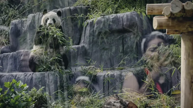 02) San Diego Zoo(1)