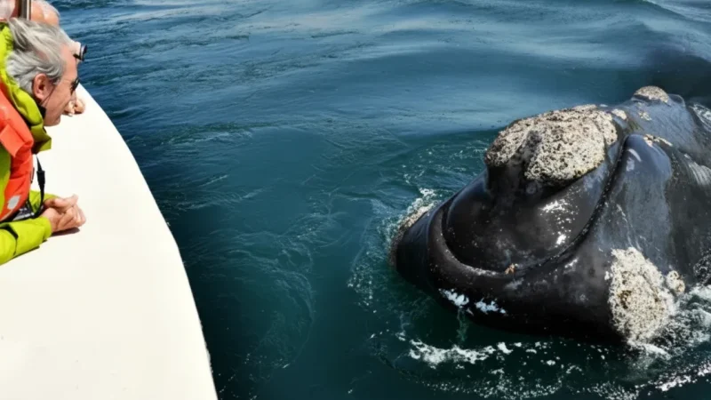 02. Boat Safari Routes – Wildlife observation tours(4)