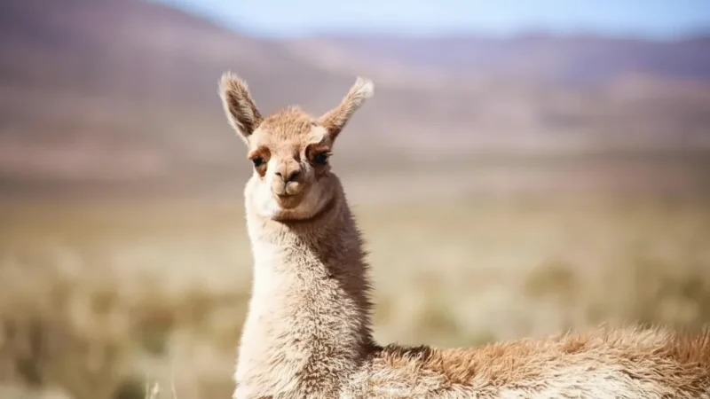 02. Capybara Observation Areas – Close animal viewing(5)