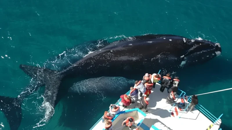 02. Playa El Doradillo – Shore-based whale viewing(6)