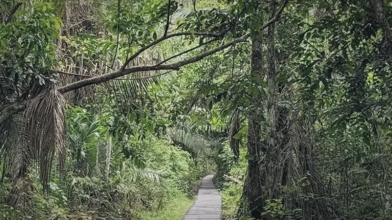 02. Rainforest Hiking Trails – Jungle walks_(4)