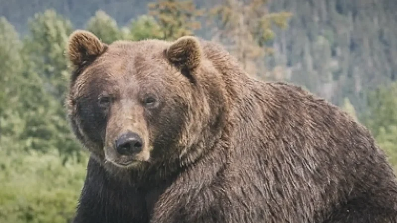 03) Alaska Wildlife Conservation Center(2)