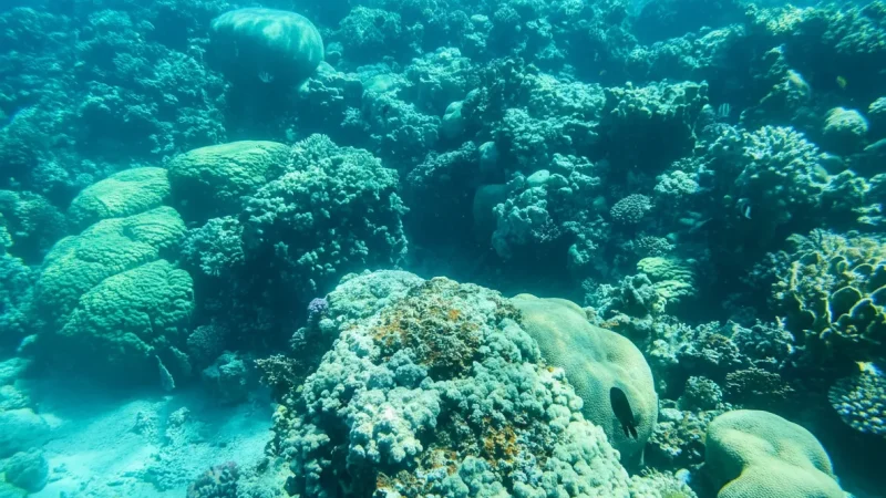 03) Aqaba Marine Park(6)