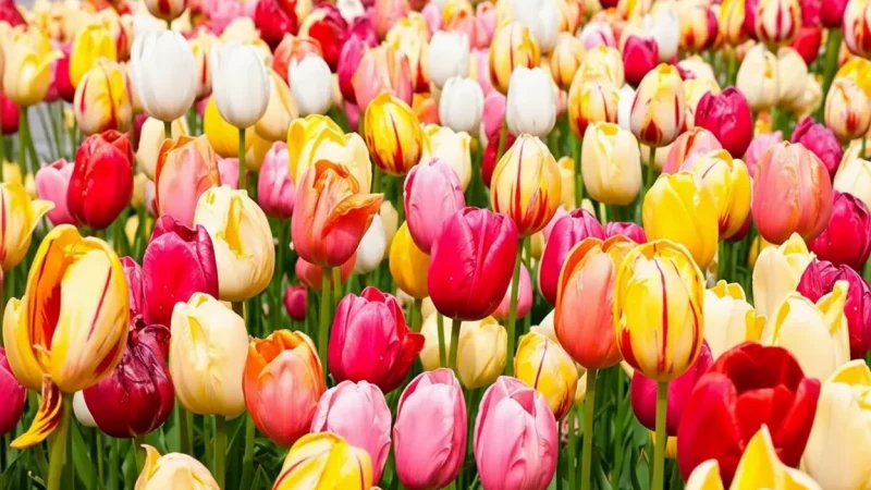 03) Atlixco Flower Markets(4)