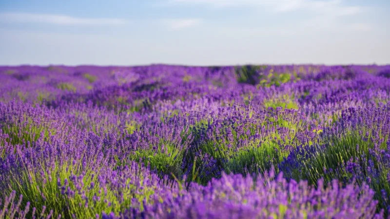 03) Lavender Fields(2)