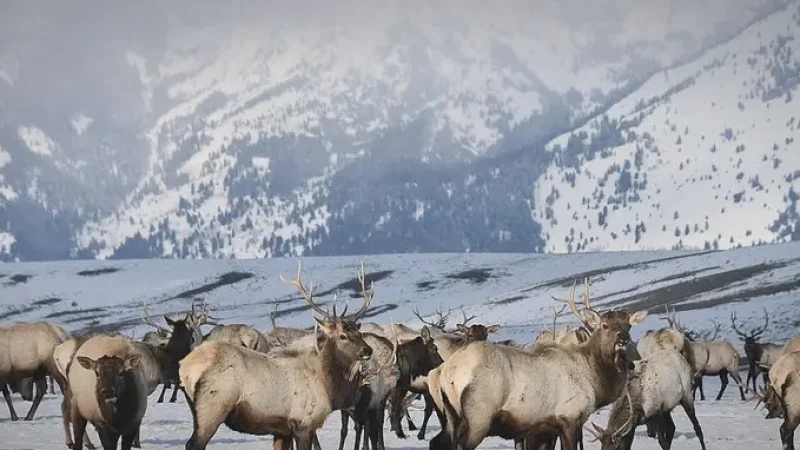 03) National Elk Refuge(4)