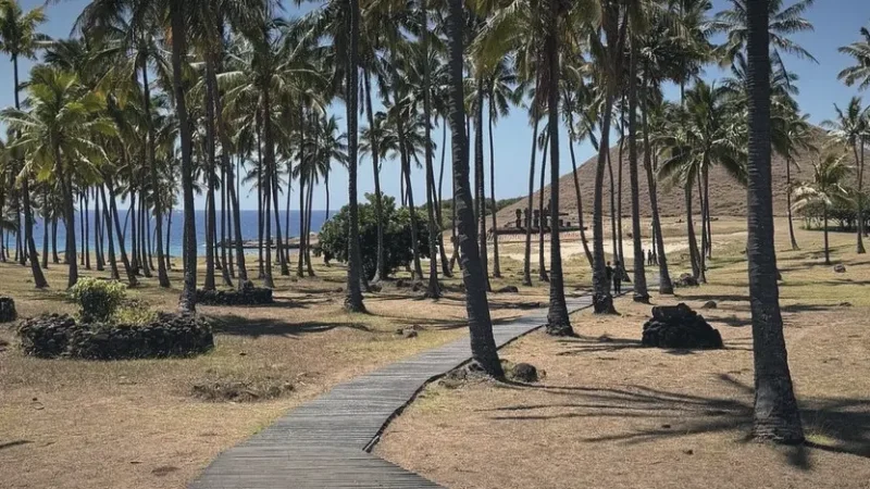 03) Palm Tree Area(2)
