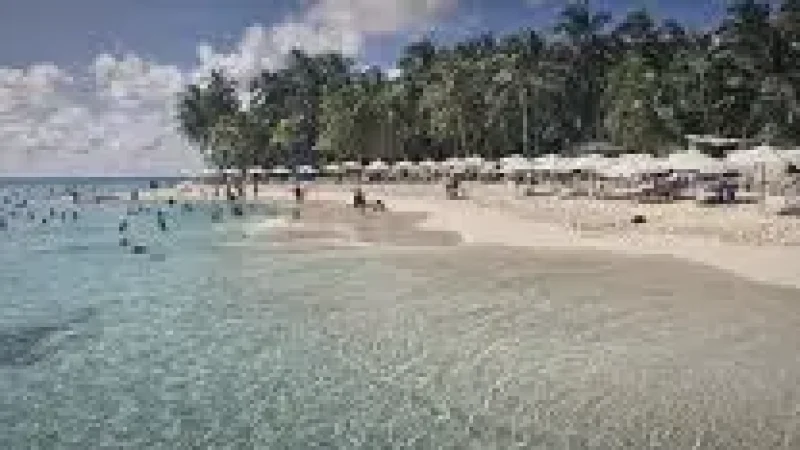 03 Palm Tree Areas(2)