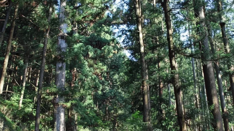 03) Rat Peninsula(5)