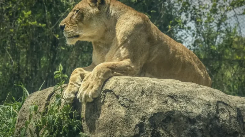 03 Ukumarí Biopark – Wildlife and conservation park_(6)