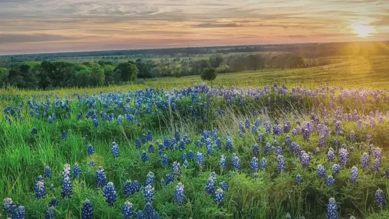 03) Zilker Park(4)