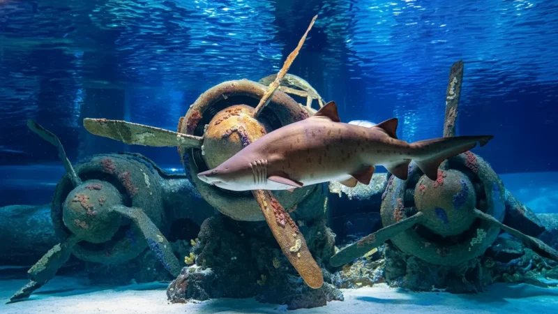 03. Antalya Aquarium – Popular for families and marine life lovers_(4)