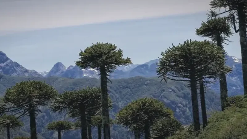 03_Araucaria_Forests(2)