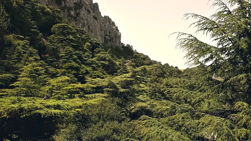 04) Cedar Forests(5)