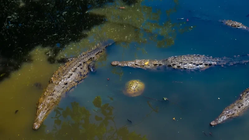 04) Crocodile Reserve(5)