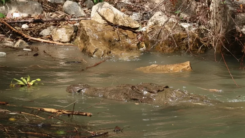 04) Crocodile Viewing Areas(1)