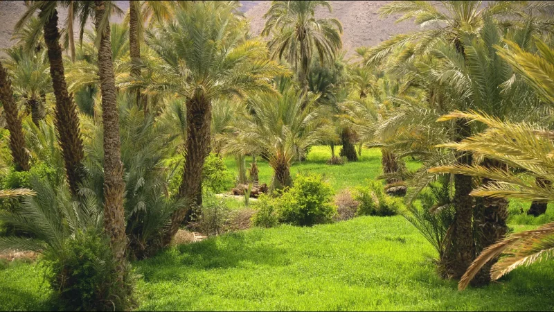 04) Date Palm Oases(1)