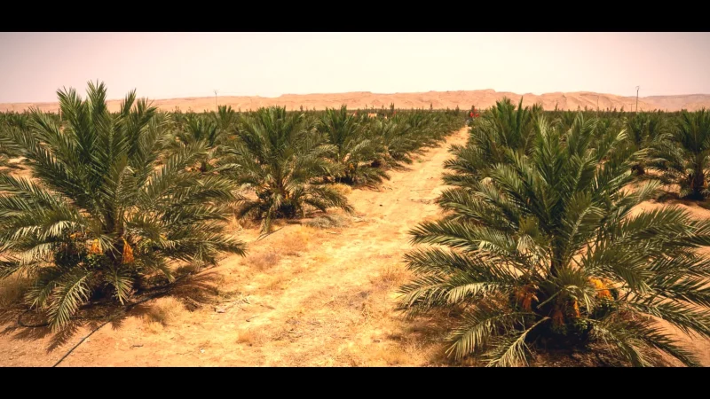 04) Date Palm Oases(3)