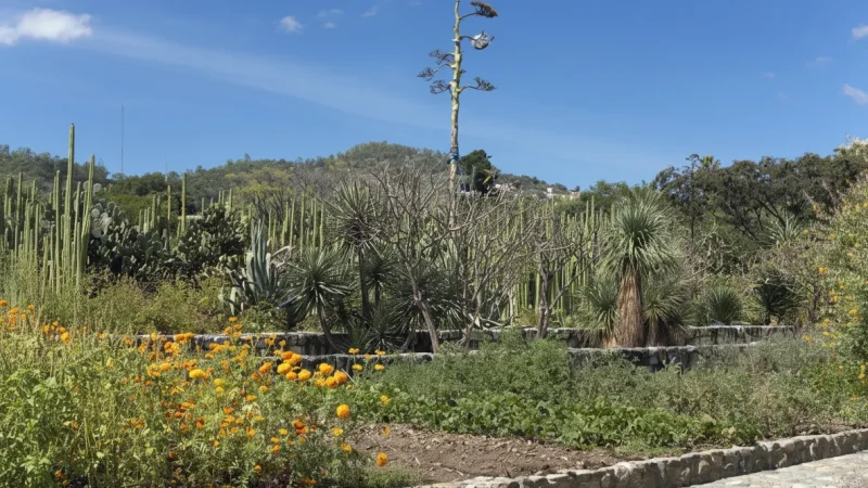 04) Ethnobotanical Garden(4)