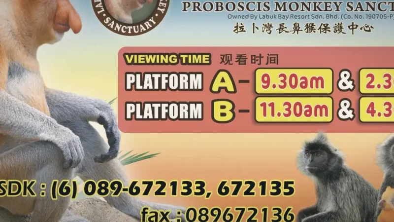 04) Labuk Bay Proboscis Monkey Sanctuary(4)