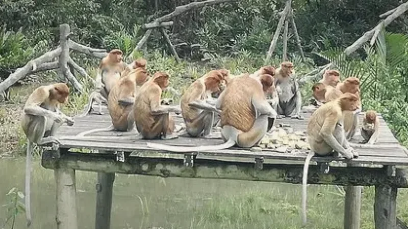 04) Labuk Bay Proboscis Monkey Sanctuary(6)